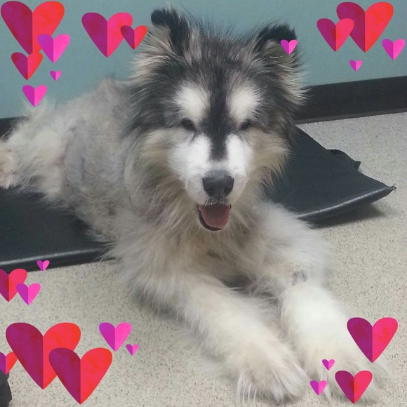 Meet your Posher, Nicole - Picture 1 of 1